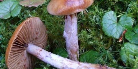 Prljanje paučine (plavo bačvasto, ravno): fotografija i opis